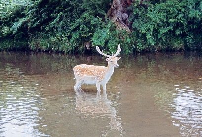 Paddling Deer