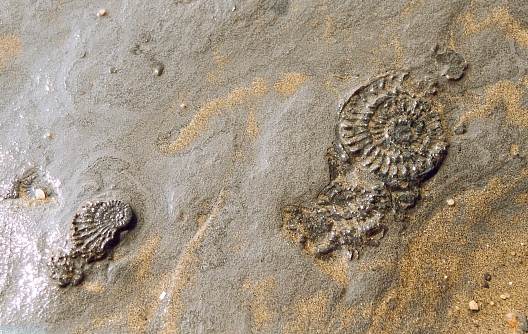 Fossils 3