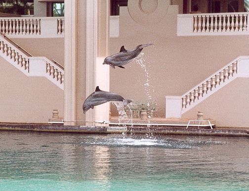 Dolphins