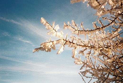 Ice Tree